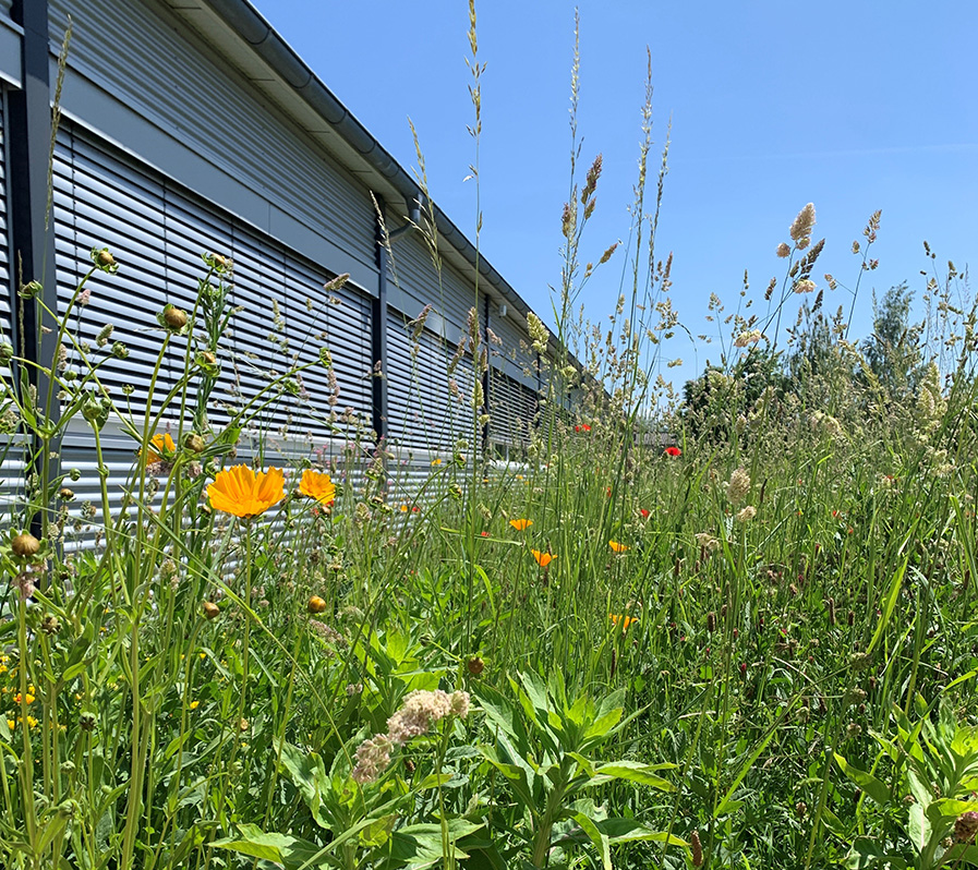 Eine üppige Blumenwiese vor einem Industriegebäude. Gelbe Blüten sind zu erkennen.